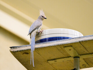 A blue naped Mousebird sitting on a bowl - 781147566