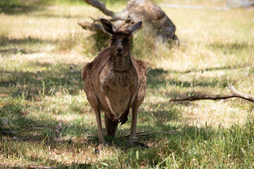 the Kangaroo-Island Kangaroo has a brown body with a white under belly. They also have black feet...