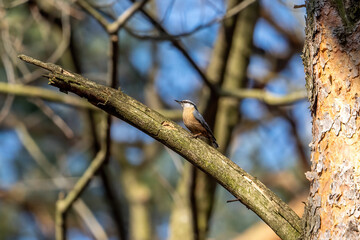 Nuthatch bird on a tree trunk