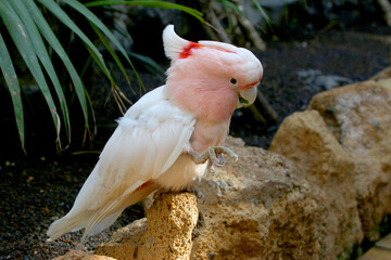 Inkakakadu (Lophochroa leadbeateri) Papagei sitzt auf Stein