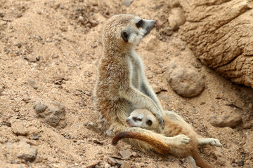 Fototapeta premium Erdmännchen (Suricata suricatta) mit Jungtier im Sand