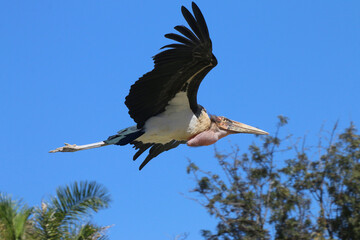 Marabu (Leptoptilos crumeniferus) im Flug 