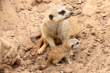 Erdmännchen (Suricata suricatta) mit Jungtier im Sand