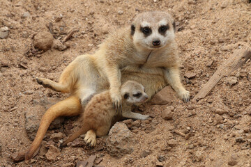 Erdmännchen (Suricata suricatta) mit Jungtier im Sand