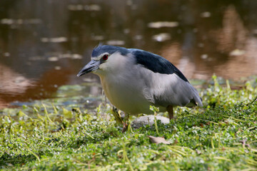  Nachtreiher (Nycticorax nycticorax) am Wasserrand