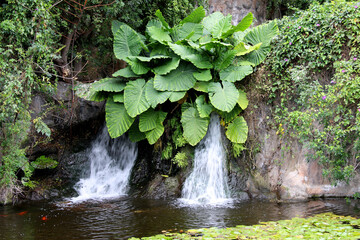 Kleiner Wasserfall mit tropischen Pflanzen - obrazy, fototapety, plakaty