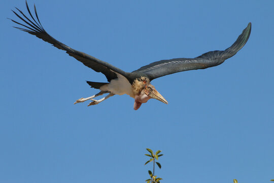 Marabu (Leptoptilos crumeniferus) im Flug 