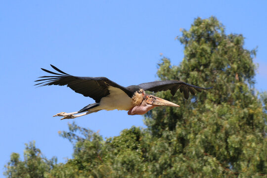 Marabu (Leptoptilos crumeniferus) im Flug 