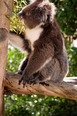 the Koala has a large round head, big furry ears and big black nose. Their fur is usually grey-brown in color with white fur on the chest, inner arms, ears and bottom.