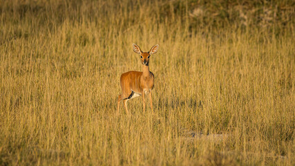 Steinböckchen (Raphicerus campestris) im Okavango Delta, Nahaufnahme der Großantilope in Botswana