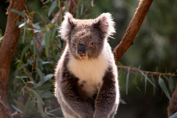 the Koala has a large round head, big furry ears and big black nose. Their fur is usually grey-brown in color with white fur on the chest, inner arms, ears and bottom.
