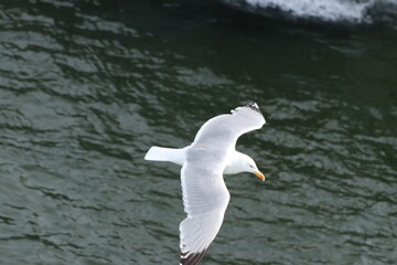 Birds and sea