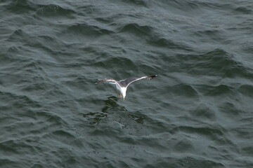 Birds and sea