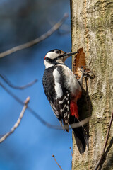  Great spotted woodpecker on a tree trunk
