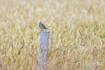 A Meadow Pipit sitting on piece of wood - 781150736