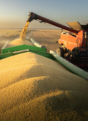 Combine transferring soybeans after harvest - 781151131