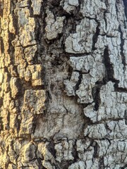 Tamarin tree trunk