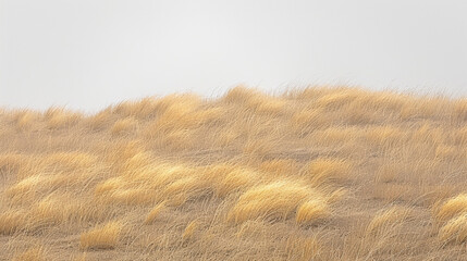 A field of tall grass with a cloudy sky in the background. The grass is dry and brown, giving the image a sense of desolation and emptiness - obrazy, fototapety, plakaty