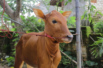 Sono' Cow, a Cow from Madura who is known to be beautiful and good. This cow is a pride for the Madurese who keep it. Because the price can soar high when contested.