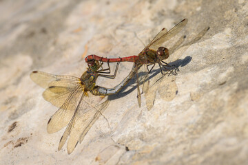 A pair of common darter dragonflies mating - 781153583