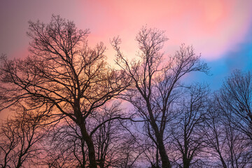 incroyable coucher du soleil hivernal à travers la ramure des arbres