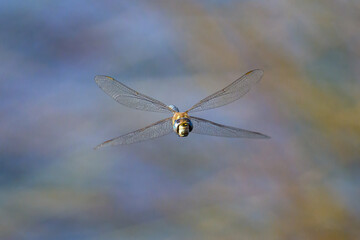 A colorful migrant hawker flying over water - 781154195