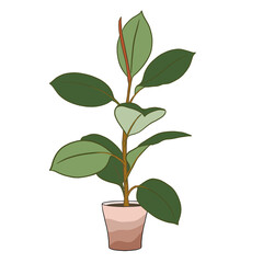 a potted rubber plant - colour illustration on a transparent background