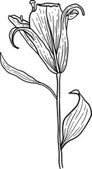 Hand drawn lily blossom flowers