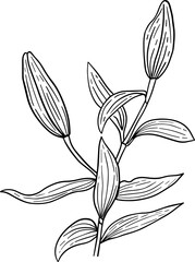 Hand drawn lily bud flowers