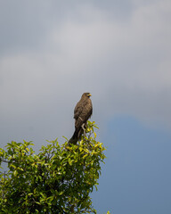 A Black Kite sitting on top of a tree - 781155360