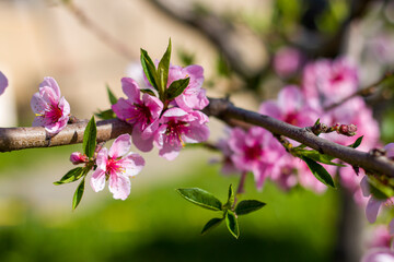 nectarine peach blossom on branch spring tree