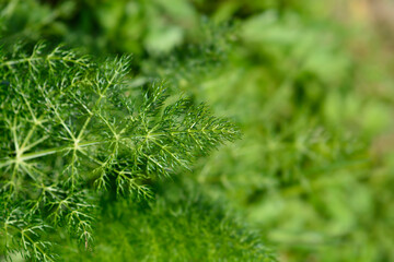 Common fennel leaves