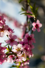 spring nectarine peach flowers blossom on branch