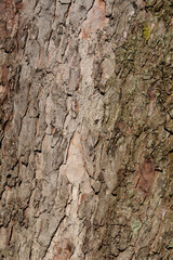 Common horse chestnut bark detail