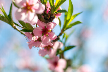spring peach nectarine blossom branch