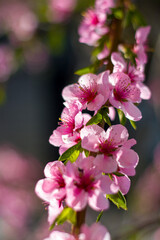 Fototapeta na wymiar spring peach nectarine blossom on sunny day tree