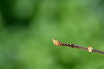 Rock currant branch with buds
