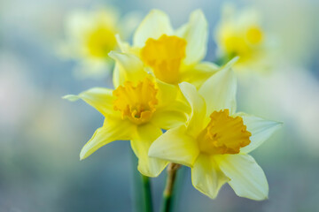 Fototapeta na wymiar Yellow daffodils on a blurred background.