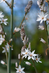 Summer Asphodel flowers
