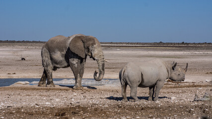 Spitzmaulnashorns (Diceros bicornis) trifft auf Elefant  (Elephantidae) in der Etoshapfanne in...