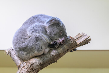 A cute little koala sleeping on a tree in a zoo