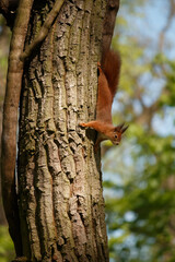 squirrel on tree (sciurus vulgaris ognevi)