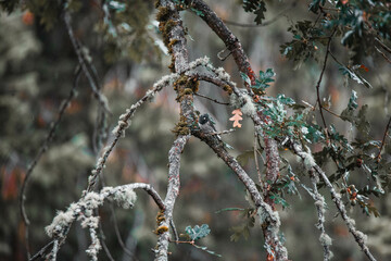 two birds sitting on top of a tree limb in the woods