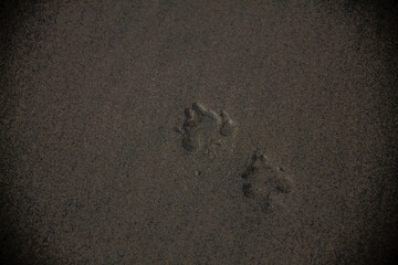 Canine paw imprints on a sandy beach