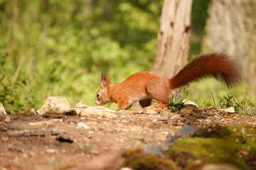 red squirrel on a tree