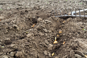 Planting bulbs in holes in the garden. Close-up of trenches with onions in the ground after planting in early spring