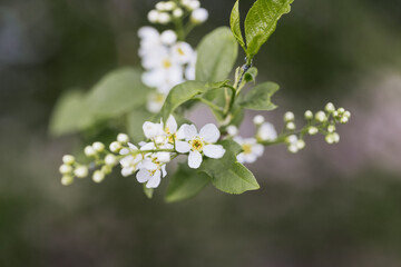 Zarte wei&szlig;e Bl&uuml;ten und Knospen an einem Baum