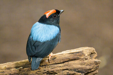 A Blue backed Manakin sitting on a branch - 781160941