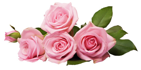Obraz premium Beautiful rose flowers bunch isolated on white background