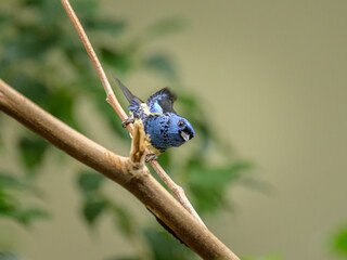 A Turquoise Tanager sitting on a branch - 781161744